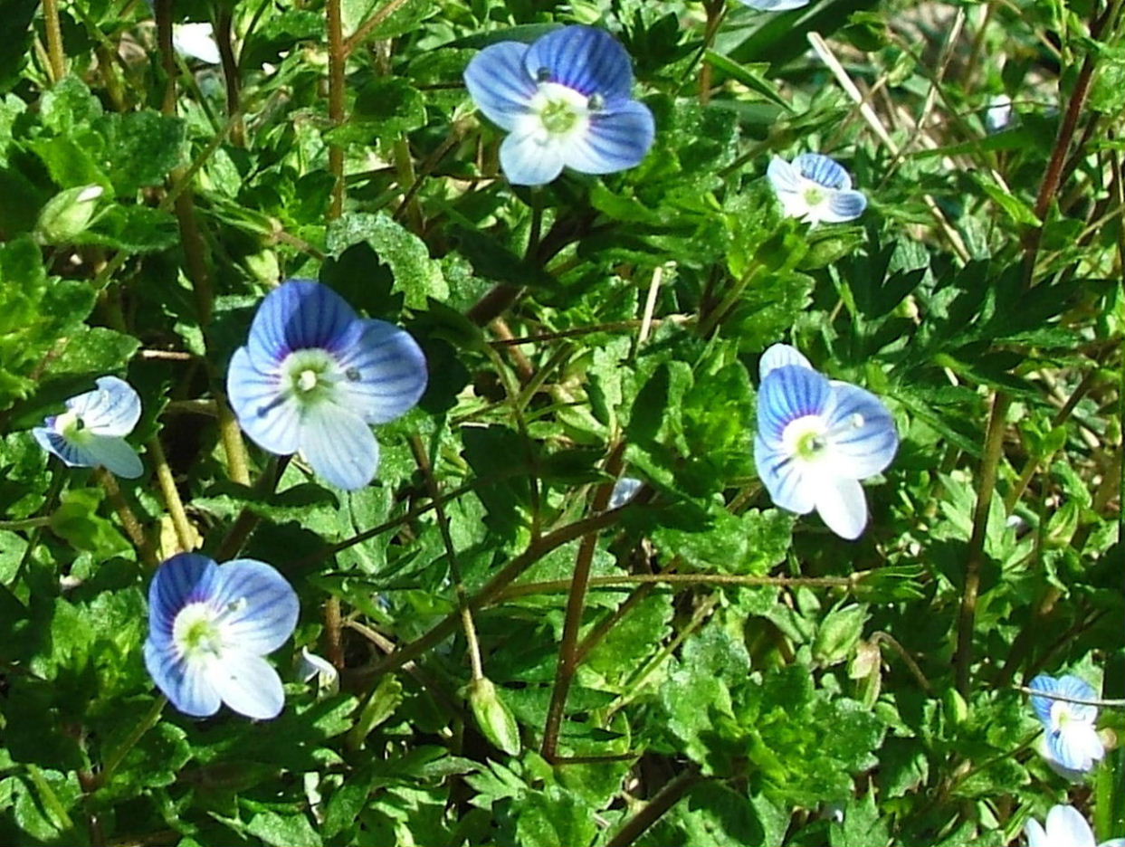 Veronica persica